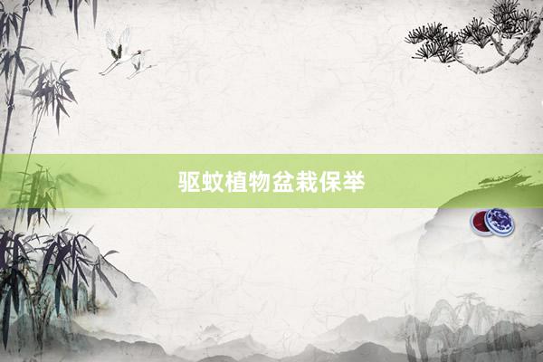 驱蚊植物盆栽保举