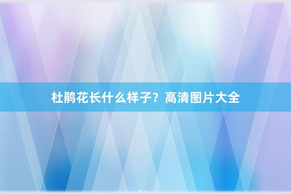 杜鹃花长什么样子？高清图片大全